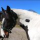 RhevaonHorse2 RhevaonHorse2