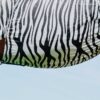 400708050-ambi-5-web